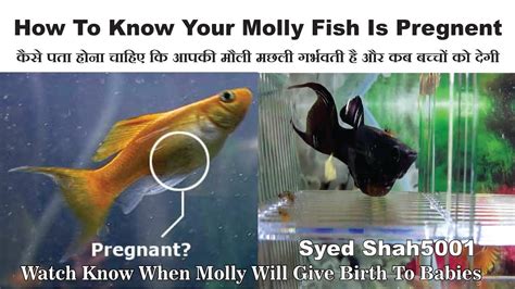 balloon belly molly pregnancy|molly fish giving birth signs.